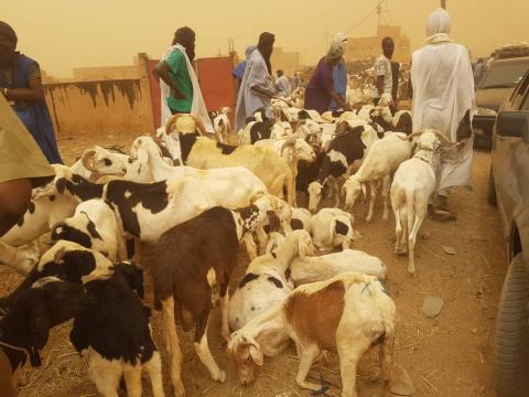 سوق الحيوان في مدينة كيهيدي صباح اليوم( البشام) 